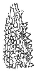 Fissidens  tenellus var. tenellus , laminal cells, margin of vaginant lamina of perichaetial leaf. Drawn from J.E. Beever 69-97, AK 291812.  
 Image: R.C. Wagstaff © Landcare Research 2014 